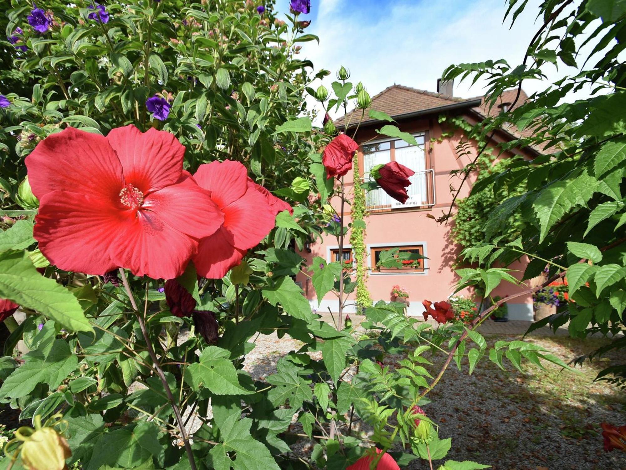 Countryside Apartment With Garden Schallstadt Eksteriør billede